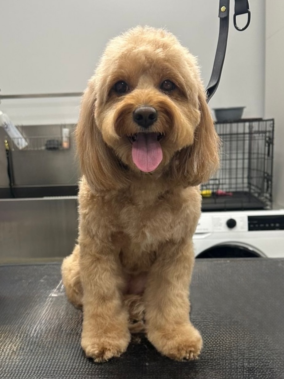 grooming-salon-sofia-20