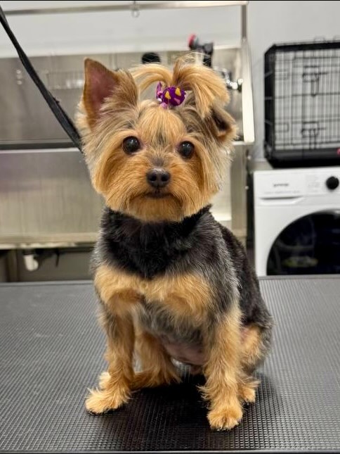 grooming-salon-sofia-24