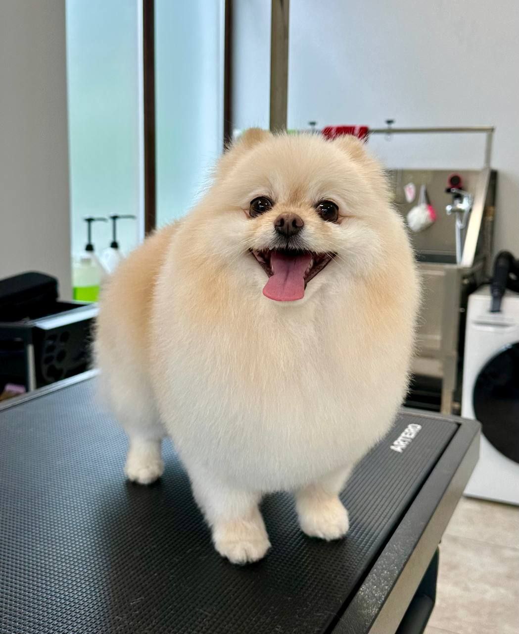 grooming-salon-sofia-30