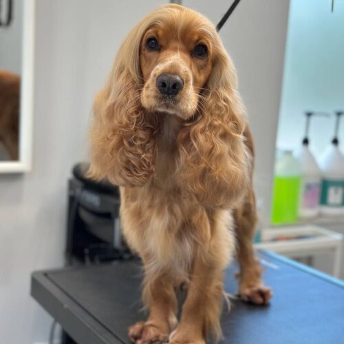 grooming-salon-sofia-31