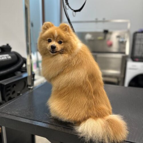 grooming-salon-sofia-36