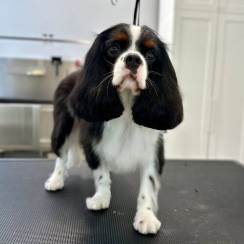 grooming-salon-sofia-38