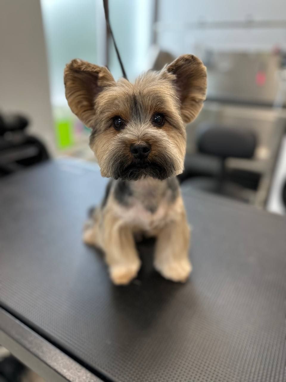 grooming-salon-sofia-39