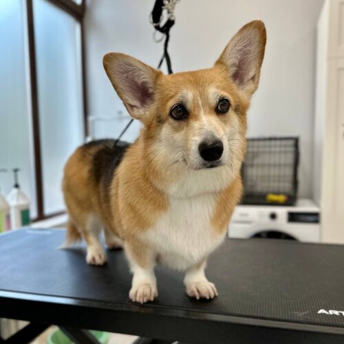 grooming-salon-sofia-43