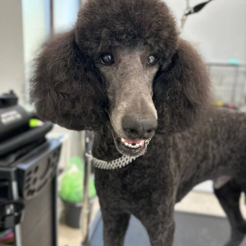 grooming-salon-sofia-45