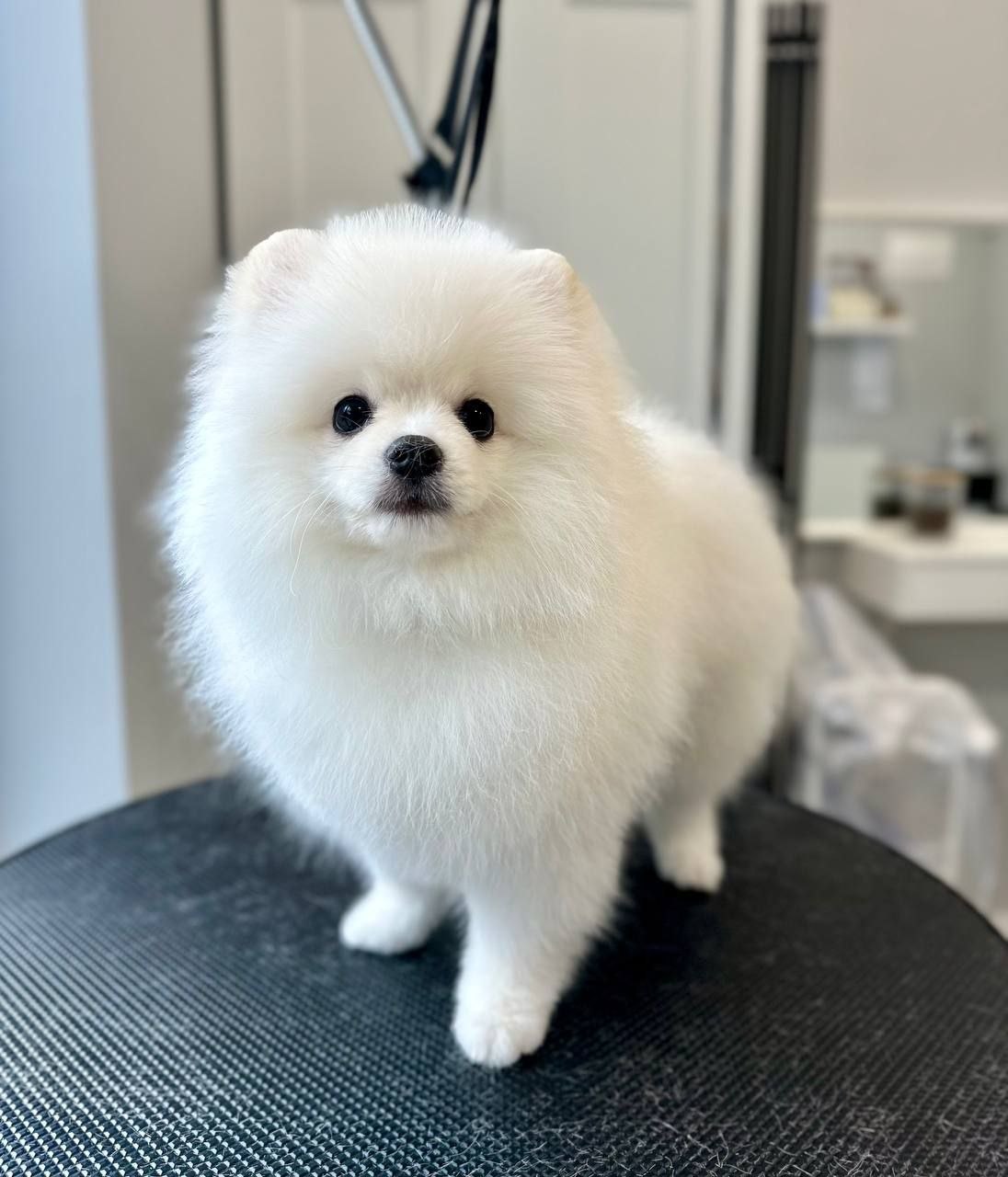 grooming-salon-sofia-47