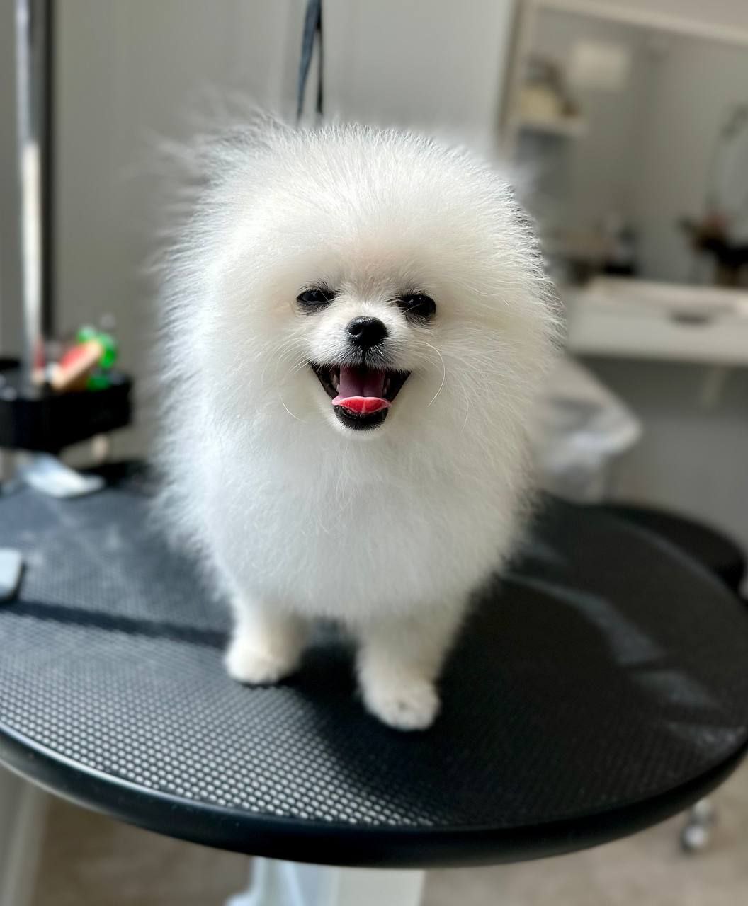 grooming-salon-sofia-49