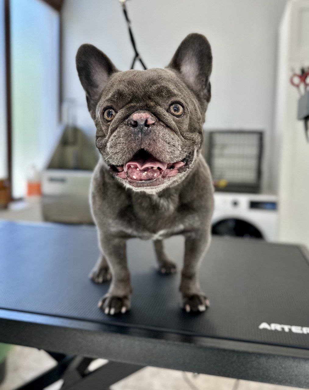 grooming-salon-sofia-54