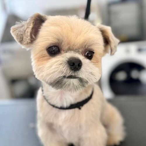 grooming-salon-sofia-55