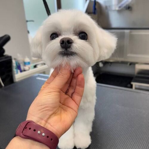 grooming-salon-sofia-58