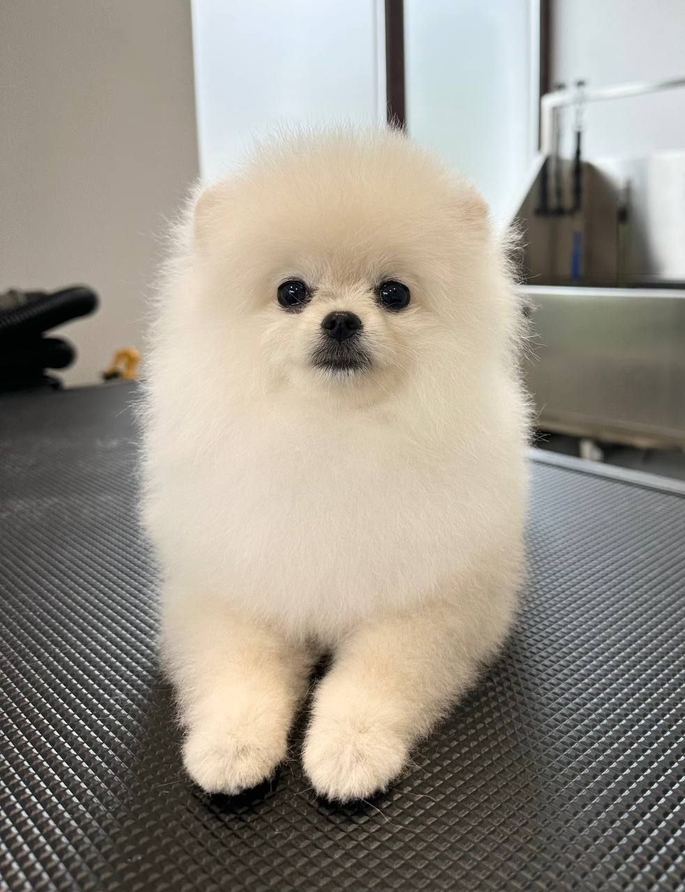 grooming-salon-sofia-59