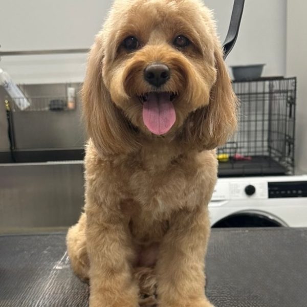 grooming-salon-sofia-20