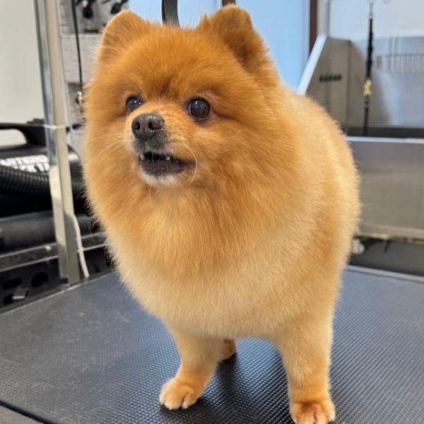 grooming-salon-sofia-21