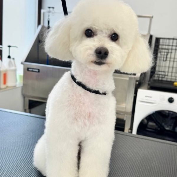 grooming-salon-sofia-22