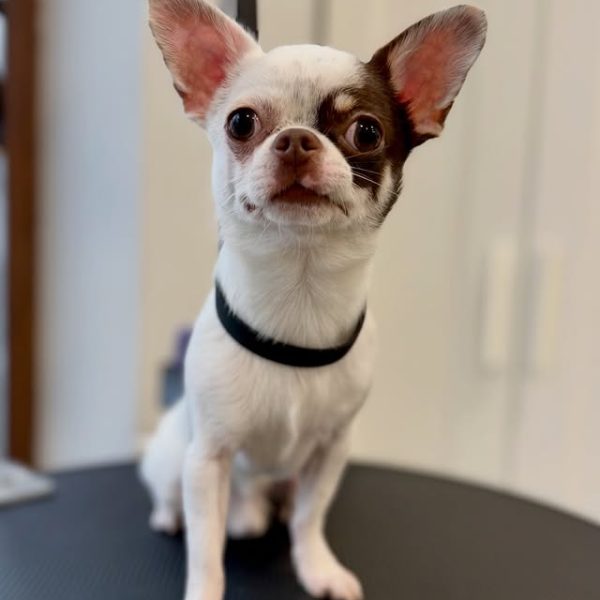 grooming-salon-sofia-23