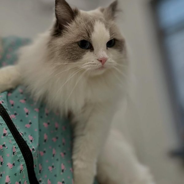 grooming-salon-sofia-25