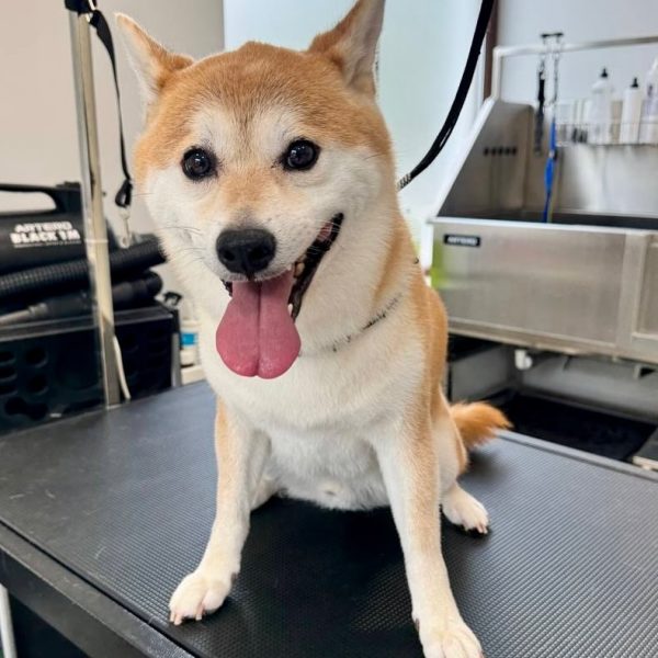 grooming-salon-sofia-26