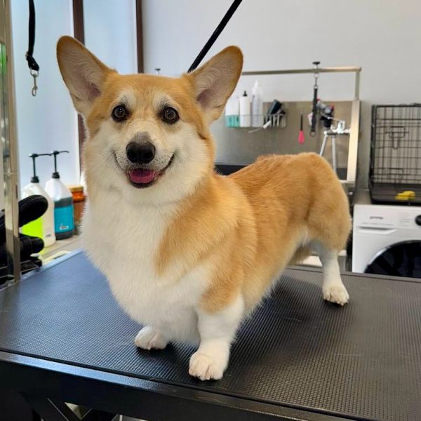 grooming-salon-sofia-27